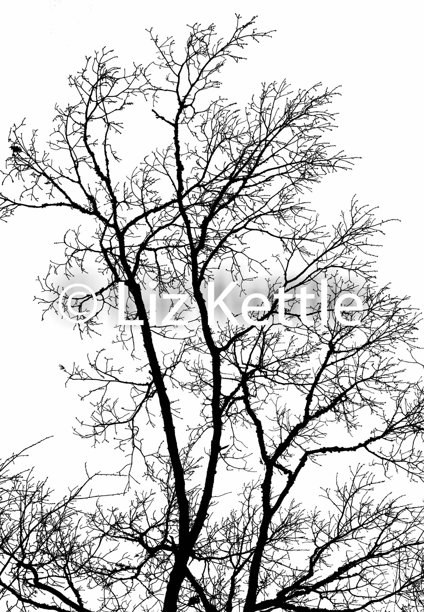 Nature Themed Thermofax Screens